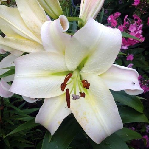 Лилия ОТ гибрид Pretty Women (Притти Вумен) 3шт. в упаковке Лилия ОТ гибрид Pretty Women (Притти Вумен) 3шт. в упаковке