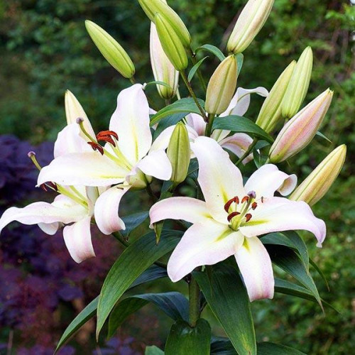 Лилия ОТ гибрид Pretty Women (Притти Вумен) 3шт. в упаковке Лилия ОТ гибрид Pretty Women (Притти Вумен) 3шт. в упаковке