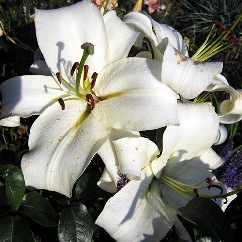 Лилия ОТ гибрид Pretty Women (Притти Вумен) 3шт. в упаковке Лилия ОТ гибрид Pretty Women (Притти Вумен) 3шт. в упаковке