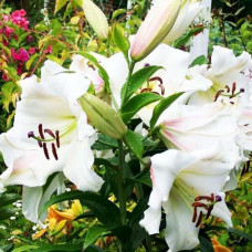 Лилия ОТ гибрид Pretty Women (Притти Вумен) 3шт. в упаковке