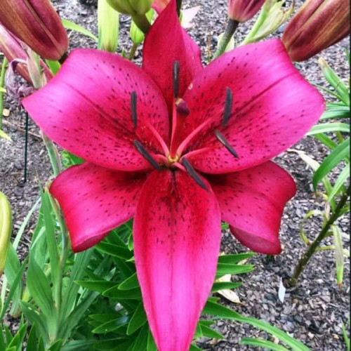 Лилия АОА гибрид November Rain (Новембер Рейн) 3шт. в упаковке Лилия АОА гибрид November Rain (Новембер Рейн) 3шт. в упаковке