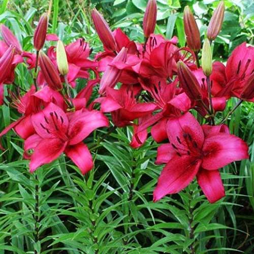 Лилия АОА гибрид November Rain (Новембер Рейн) 3шт. в упаковке Лилия АОА гибрид November Rain (Новембер Рейн) 3шт. в упаковке