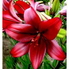 Лилия Constable 3шт. в упаковке