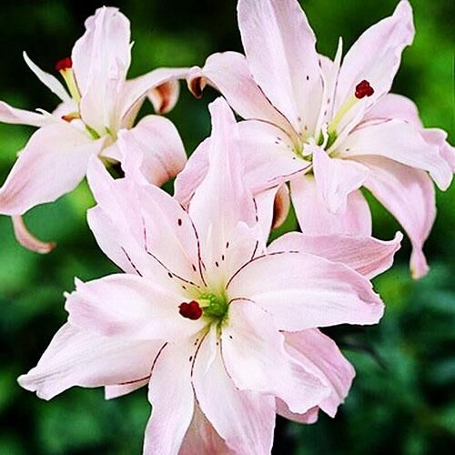 Лилия азиатская Spring Pink (Спринг Пинк) купить саженцы почтой из ...