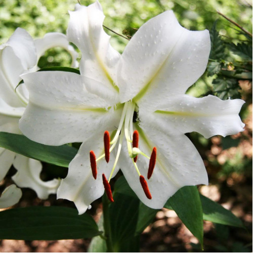 Лилия Villa Blanca (Вилла Бланка) 3шт. в упаковке Лилия Villa Blanca (Вилла Бланка) 3шт. в упаковке