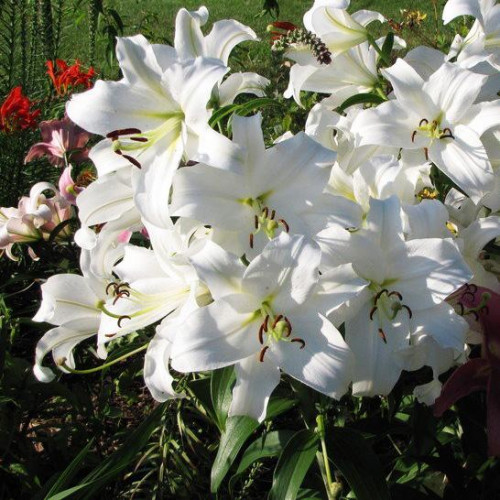 Лилия Villa Blanca (Вилла Бланка) 3шт. в упаковке Лилия Villa Blanca (Вилла Бланка) 3шт. в упаковке