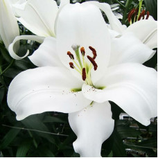 Лилия Villa Blanca (Вилла Бланка) 3шт. в упаковке