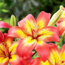 Лилия азиатская Costa del Sol (Коста Дель Сол) 3шт. в упаковке