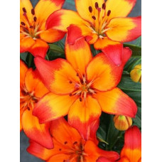 Лилия Tangerine Dzhoy (Танджерин Джой) 3шт. в упаковке