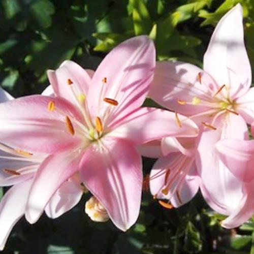 Лилия азиатская Chianti (Кьянти) 3шт. в упаковке Лилия азиатская Chianti (Кьянти) 3шт. в упаковке