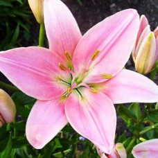 Лилия азиатская Chianti (Кьянти) 3шт. в упаковке