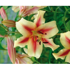 Лилия Lavon (Лавон) 3шт. в упаковке