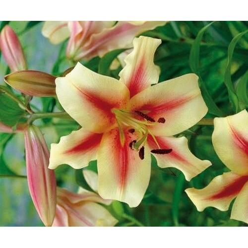 Лилия Lavon (Лавон) 3шт. в упаковке Лилия Lavon (Лавон) 3шт. в упаковке