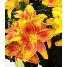 Лилия Тайни Пэррот 3шт. в упаковке