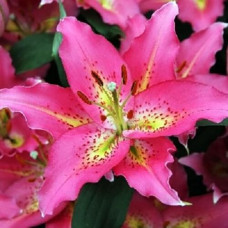 Лилия восточная Bonanza (Бонанза) 3шт. в упаковке