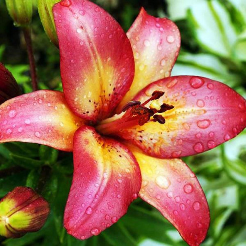 Лилия биколор азиатская Heartstring (Хертстрингс) 3шт. в упаковке Лилия биколор азиатская Heartstring (Хертстрингс) 3шт. в упаковке