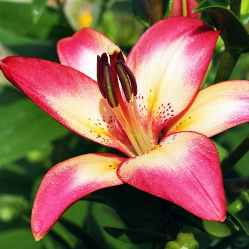 Лилия биколор азиатская Heartstring (Хертстрингс) 3шт. в упаковке Лилия биколор азиатская Heartstring (Хертстрингс) 3шт. в упаковке