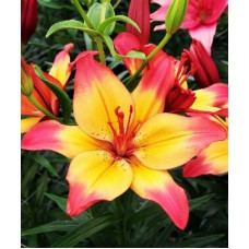 Лилия биколор азиатская Heartstring (Хертстрингс) 3шт. в упаковке