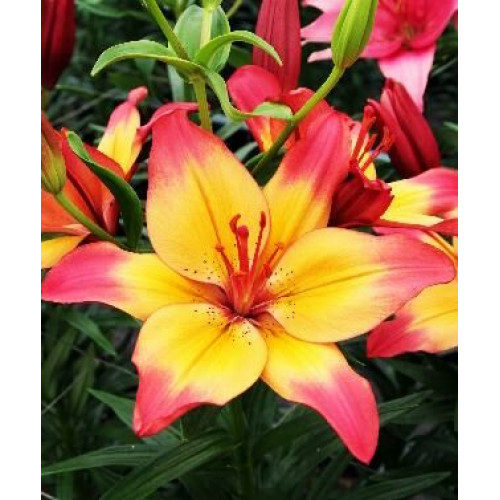 Лилия биколор азиатская Heartstring (Хертстрингс) 3шт. в упаковке Лилия биколор азиатская Heartstring (Хертстрингс) 3шт. в упаковке