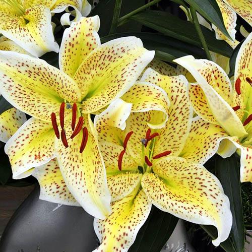 Лилия восточная Tigermoon (Тайгермун) 3шт. в упаковке Лилия восточная Tigermoon (Тайгермун) 3шт. в упаковке