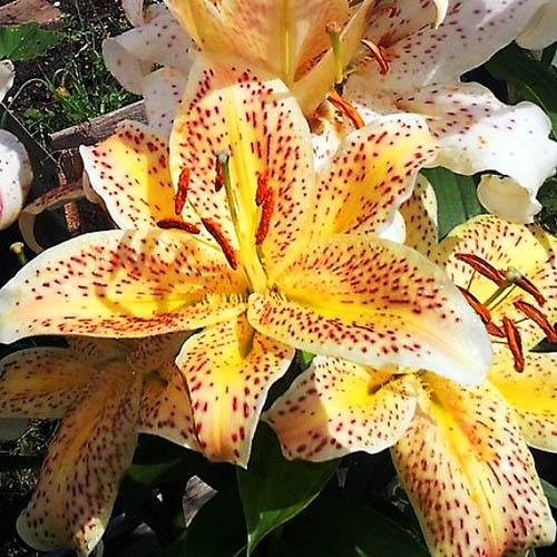 Лилия восточная Tigermoon (Тайгермун) 3шт. в упаковке Лилия восточная Tigermoon (Тайгермун) 3шт. в упаковке