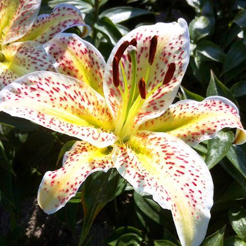 Лилия восточная Tigermoon (Тайгермун) 3шт. в упаковке Лилия восточная Tigermoon (Тайгермун) 3шт. в упаковке