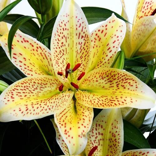 Лилия восточная Tigermoon (Тайгермун) 3шт. в упаковке Лилия восточная Tigermoon (Тайгермун) 3шт. в упаковке