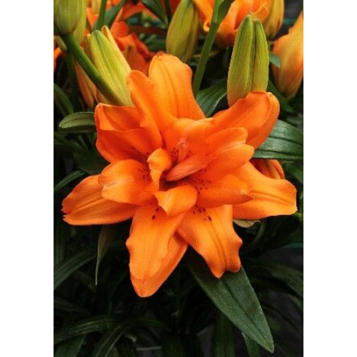 Лилия Orange Twins (Оранж Твинс) 3шт. в упаковке Лилия Orange Twins (Оранж Твинс) 3шт. в упаковке