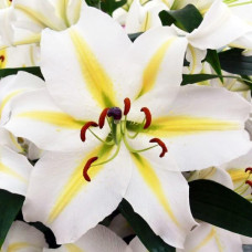 Лилия восточная Legend (Легенда) 3шт. в упаковке