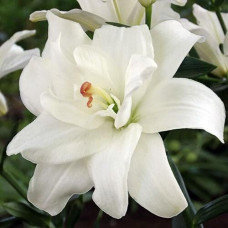 Лилия азиатская Annemarie's Dream (Аннамари Дрим) 3шт. в упаковке