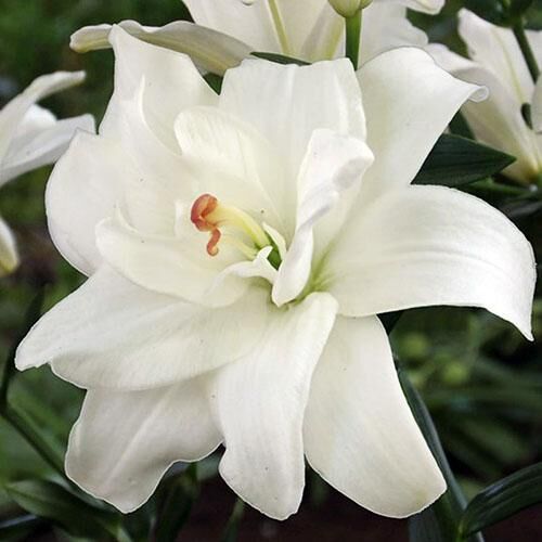 Лилия азиатская Annemarie's Dream (Аннамари Дрим) 3шт. в упаковке Лилия азиатская Annemarie's Dream (Аннамари Дрим) 3шт. в упаковке