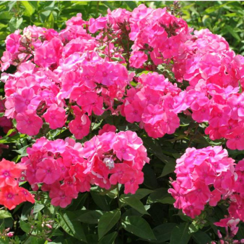 Флокс Jules Sandeau (Жуль Сандо) Флокс Jules Sandeau (Жуль Сандо)