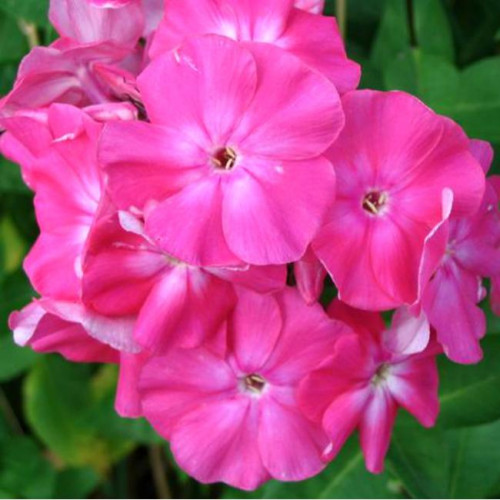 Флокс Jules Sandeau (Жуль Сандо) Флокс Jules Sandeau (Жуль Сандо)