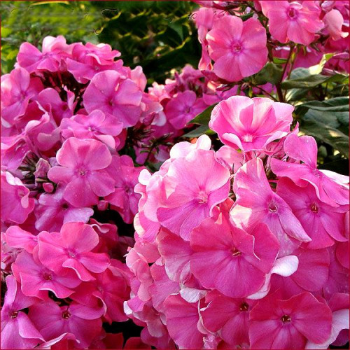 Флокс Jules Sandeau (Жуль Сандо) Флокс Jules Sandeau (Жуль Сандо)