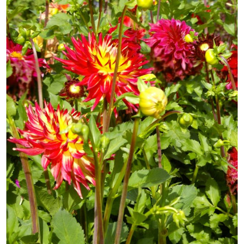 Георгина Dana Георгина Dana