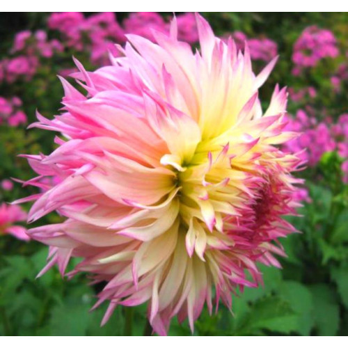 Георгина Pinelands Princess Георгина Pinelands Princess