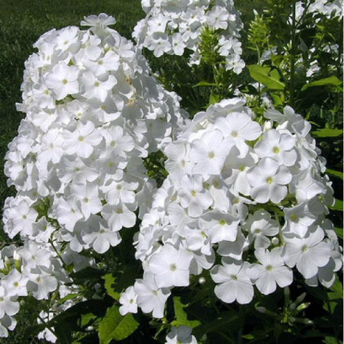 Флокс White Admiral (Вайт Адмирал) Флокс White Admiral (Вайт Адмирал)