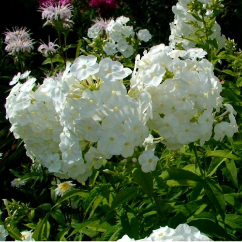 Флокс White Admiral (Вайт Адмирал) Флокс White Admiral (Вайт Адмирал)