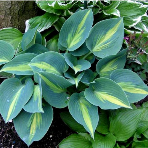 Хоста Grand Marquee (Гранд Маркью) М Хоста Grand Marquee (Гранд Маркью) М