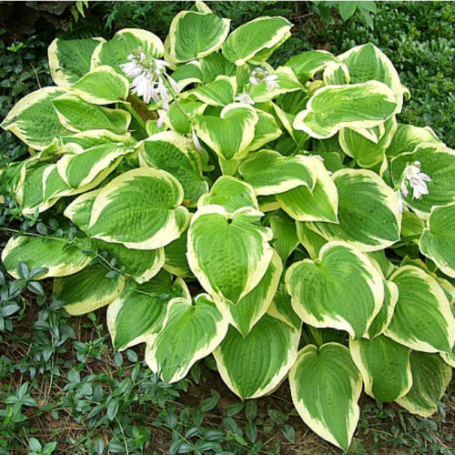 Хоста Shade Fanfare (Шэйд Фанфэйр) L Хоста Shade Fanfare (Шэйд Фанфэйр) L