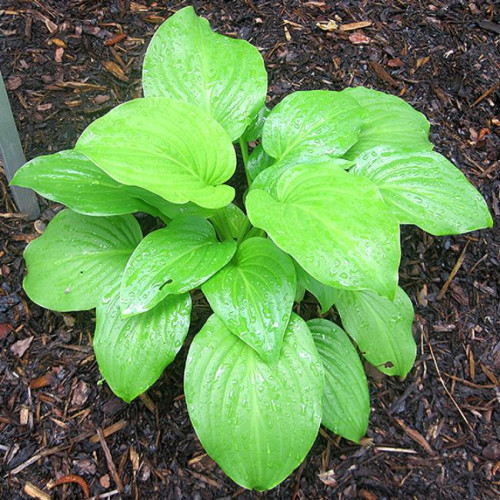 Хоста гибридная Venus (Венус) L Хоста гибридная Venus (Венус) L