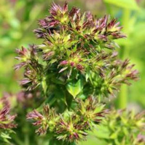 Флокс Green Lady (Грин Леди) Флокс Green Lady (Грин Леди)