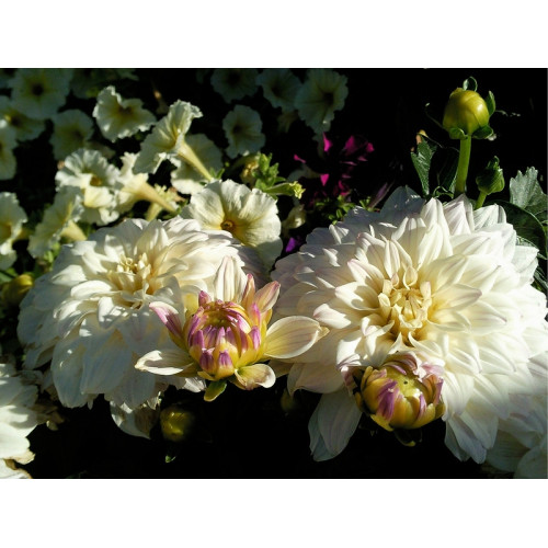 Георгина гэллери Monet Георгина гэллери Monet