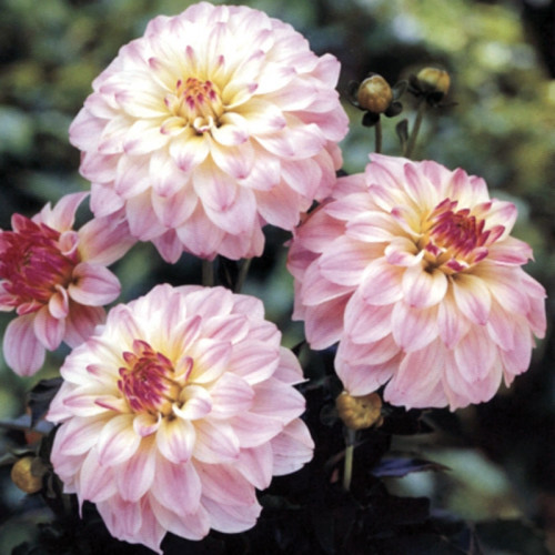 Георгина гэллери Monet Георгина гэллери Monet