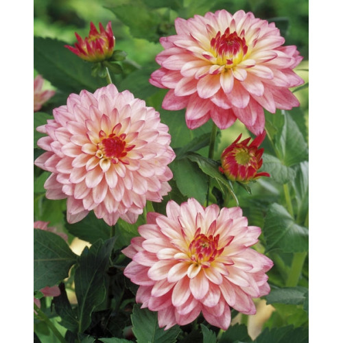 Георгина гэллери Salvador Георгина гэллери Salvador