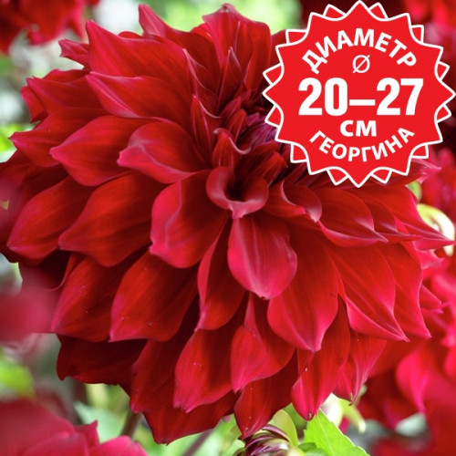 Георгина Mingus Alex Георгина Mingus Alex