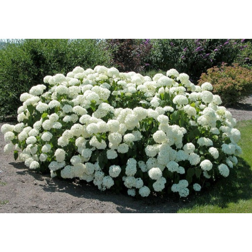 Гортензия древовидная Annabelle (Аннабель) Гортензия древовидная Annabelle (Аннабель)