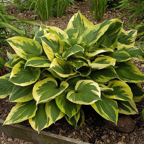 Хоста Anne (Энни) М Хоста Anne (Энни) М