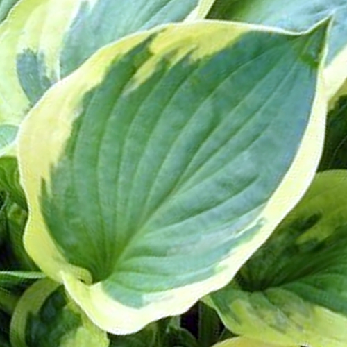 Хоста Anne (Энни) М Хоста Anne (Энни) М