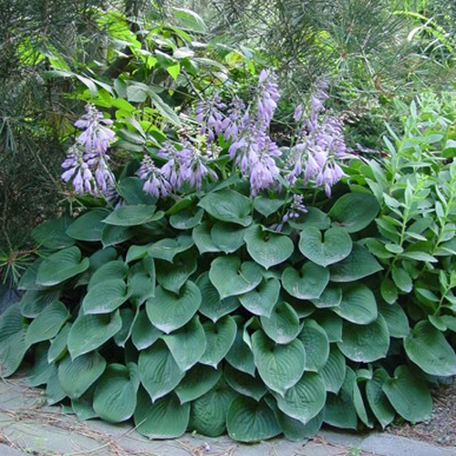 Хоста Blue Cadet (Блю Кадет) М Хоста Blue Cadet (Блю Кадет) М